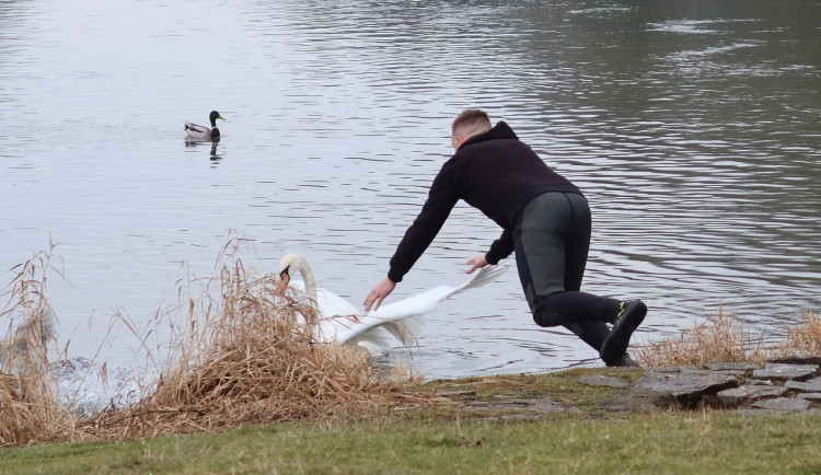 Záchranu zraněné labutě značně komplikovala její skvělá paměť na lidí