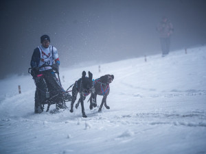 Centrum evropského mushingu. V Zásadě proběhlo domácí mistrovství psích spřežení