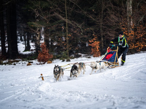 Centrum evropského mushingu. V Zásadě proběhlo domácí mistrovství psích spřežení