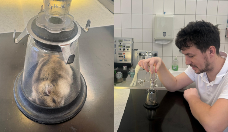 Žádný pacient není příliš malý. Veterináři pražského útulku operovali i křečíka