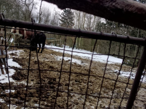 Za týrání prasat dostala chovatelka z Turnovska pokutu, řeší se u ní i další zvířata