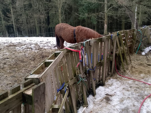 Za týrání prasat dostala chovatelka z Turnovska pokutu, řeší se u ní i další zvířata