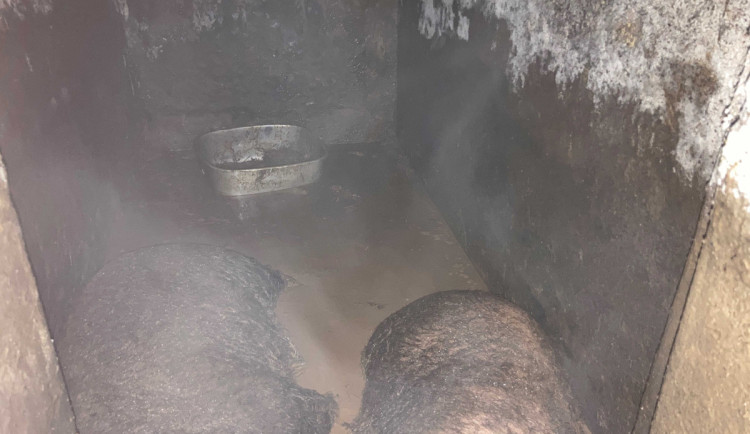 Za týrání prasat dostala chovatelka z Kvítkovic pokutu v řádu desítek tisíc korun. Zvířata jí byla odebrána