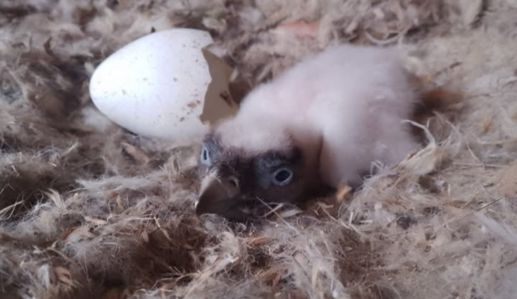 Příběh malého orlosupa z Liberce nemá šťastný konec