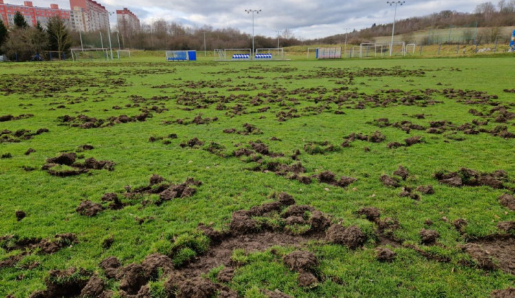 Válka s divočáky pokračuje. Město motivuje myslivce zástřelným 3000 Kč za zvíře