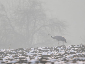 Elegantní jeřábi jsou zpět. Na Českolipsku ochranáři v týdnu napočítali přes 130 jedinců
