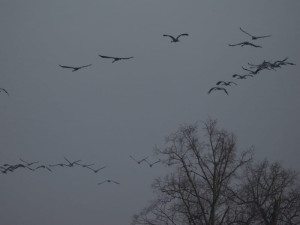 Elegantní jeřábi jsou zpět. Na Českolipsku ochranáři v týdnu napočítali přes 130 jedinců