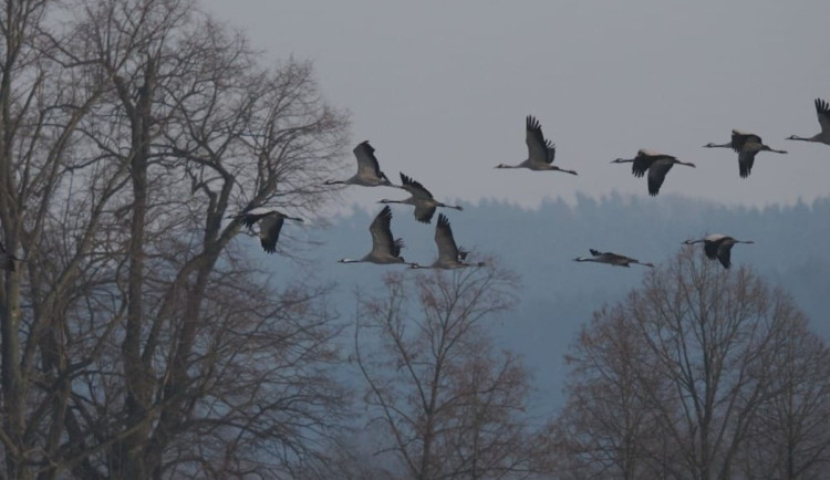 Už 10. února byl letos zaznamenán v Libereckém kraji návrat jeřába popelavého z „teplých krajin“. Už dávno ale neplatí, že na podzim míří na své tradiční trasy do jihozápadní Evropy nebo Francie. Vlivem mírnějších zim totiž stále více jedinců zimuje napří