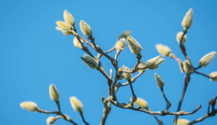 Teploty vystoupají až k 12 stupňům. Déšť vystřídá slunce a jarní oteplení