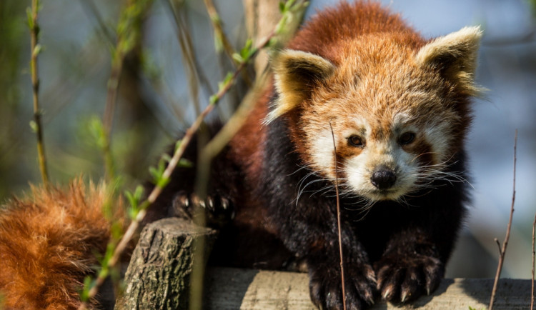 Zbyl vám na zahradě bambus? Zvířata z ostravské zoo si na něm ráda smlsnou