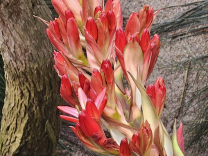 V liberecké botanické zahradě rozkvétá impozantní obří oštěpová lilie. Po 30 letech