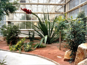 V liberecké botanické zahradě rozkvétá impozantní obří oštěpová lilie. Po 30 letech