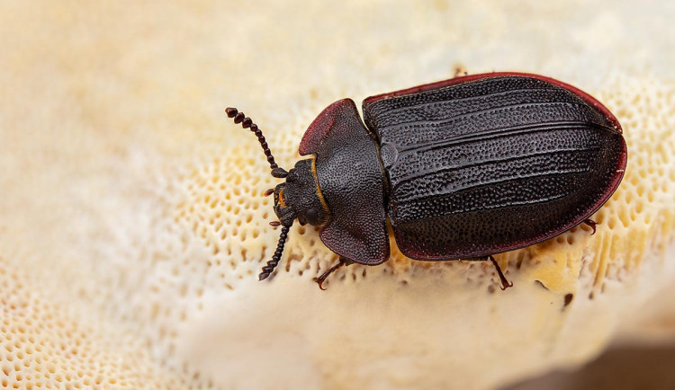 Přes 100 let považovali vzácného brouka za vyhynulého. Na Šumavě se mu teď daří