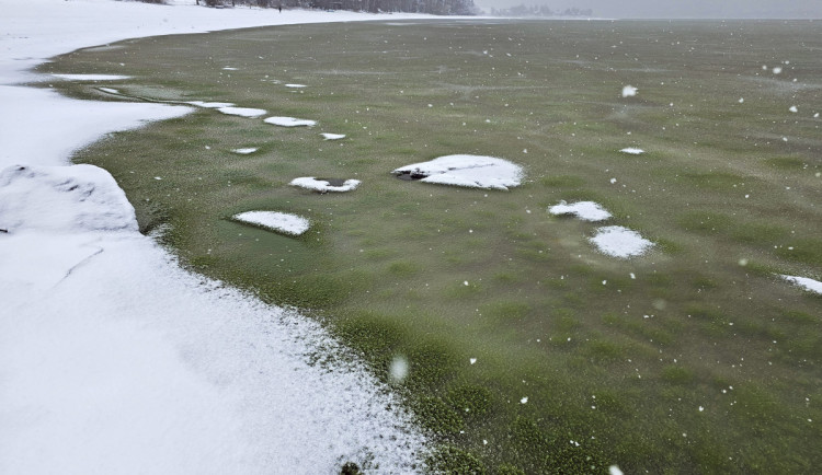 Sinice na Lipně přežily zimu pod ledem, jejich množství vědce šokovalo