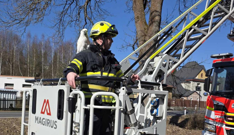 Že papoušky na rameni mají jenom piráti? Ne, v Jablonci nad Nisou i hasiči