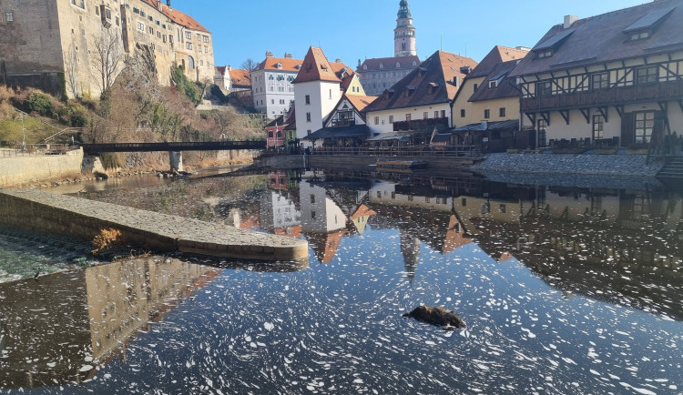 Záhadný nález pod zámkem. Vltavou v Krumlově plul mrtvý divočák