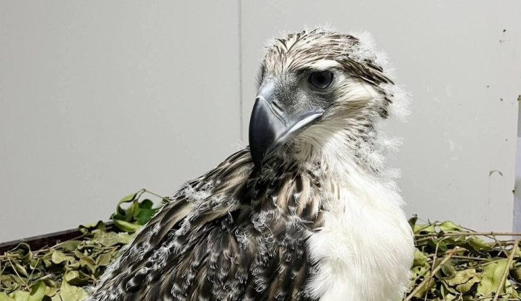 Po letech se podařilo odchovat mládě orla opičího. Pomohla i liberecká zoo