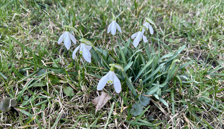 jaro v Hradci Králové