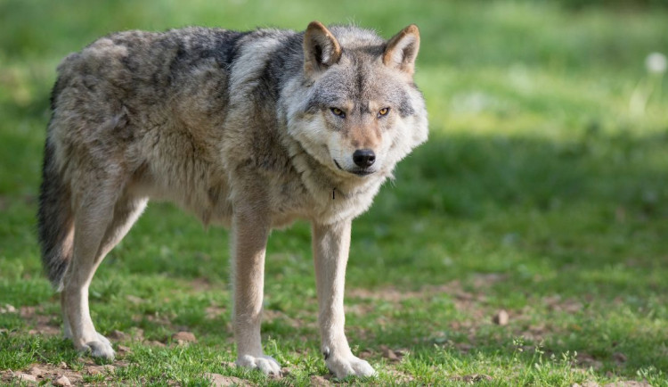 Vlk proběhl mezi domy a přiblížil se k člověku. Ochranáři řeší případ na Broumovsku