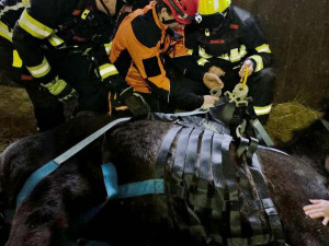 Klisna zůstala ležet ve stáji, na nohy ji pomohli hasiči