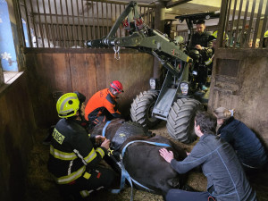 Klisna zůstala ležet ve stáji, na nohy ji pomohli hasiči
