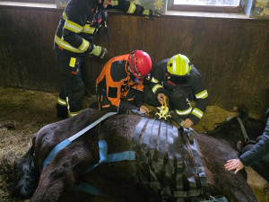 Klisna zůstala ležet ve stáji, na nohy ji pomohli hasiči