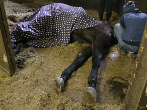 Klisna zůstala ležet ve stáji, na nohy ji pomohli hasiči