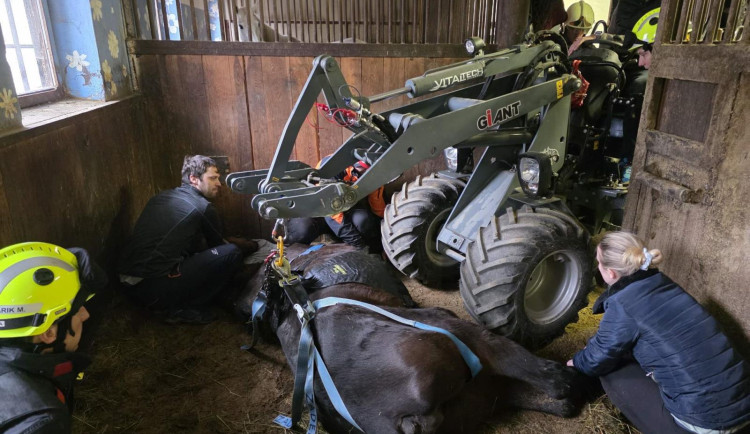 Klisna zůstala ležet ve stáji, na nohy ji pomohli hasiči