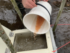 plovoucí inkubátor