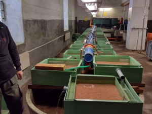 líheň Českého rybářského svazu MO Jilemnice