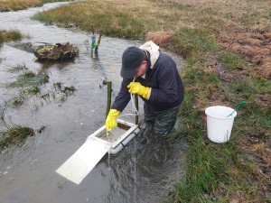 odstraňování vadných jiker. Důležitá je pečlivost a opatrnost, aby nebyly poškozeny zdravé jikry