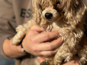 Zdroj: útulek U Šmudliny