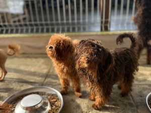 Zdroj: útulek U Šmudliny