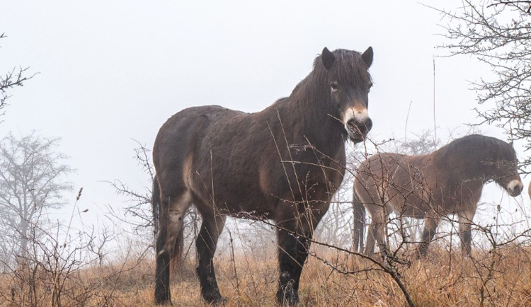 Divocí koně z Milovic.