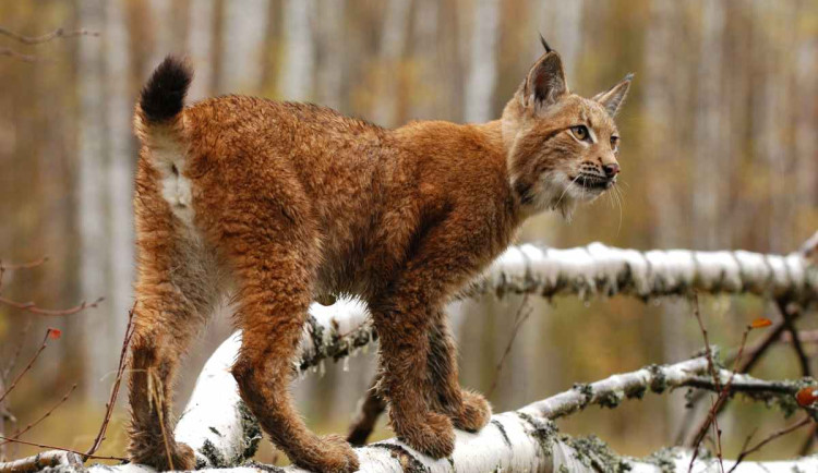 Národní park Šumava oslavil 35 let. Je nejnavštěvovanějším chráněným územím v ČR
