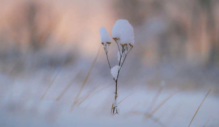 Z jara zpátky do zimy. Po slunečném začátku týdne dorazí ochlazení