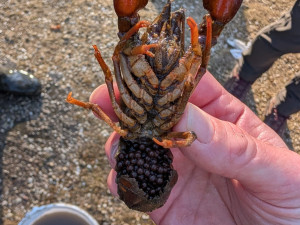 Skvělá zpráva z Jizerskohorských bučin: v tamních vodách se daří rakům