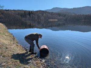 Skvělá zpráva z Jizerskohorských bučin: v tamních vodách se daří rakům