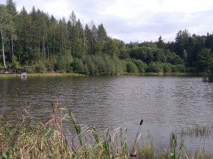 Skvělá zpráva z Jizerskohorských bučin: v tamních vodách se daří rakům