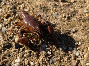 Skvělá zpráva z Jizerskohorských bučin: v tamních vodách se daří rakům
