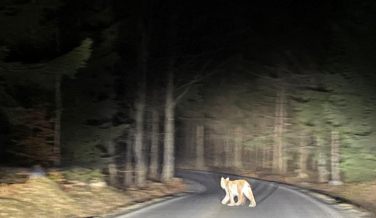 Rys ostrovid v Lužických horách. Zvíře vyfotila rodina na pomezí s Českým Švýcarskem
