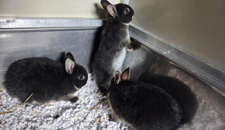 Na pole u Frýdlantu někdo vyhodil v krabici mláďata králíků. Bez pomoci by nepřežila