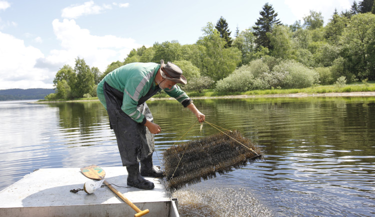 Hnízda z kominických štětek slaví úspěch. Candáti na Lipně je obsazují ve velkém