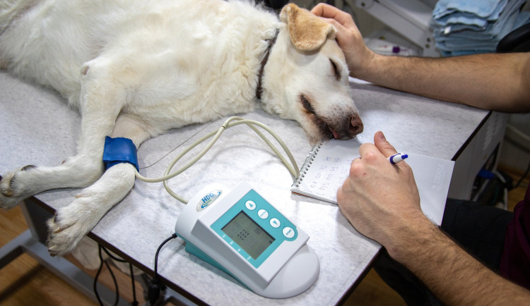 Pes na procházce snědl otrávené párky s hřebíky. Nejspíš je někdo úmyslně nastražil