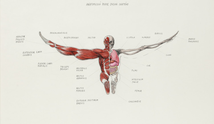 Jiří Černický, Anatomická studie Ducha svatého, 2020, 60 x 85 cm, tuš a pastelky na papíře