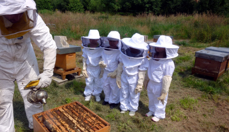 Zlatá včela v Senožatech ukáže, jak udržet včelařství pro další generace