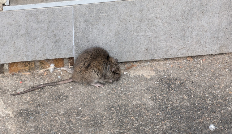 Lidi děsí potkani, nepořádek u popelnic je ale pro hlodavce jako prostřený stůl