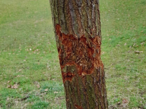 Vandal poškodil stromy Mozartově a Zborovské ulici. Město podalo trestní oznámení