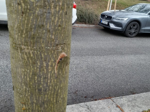 Vandal poškodil stromy Mozartově a Zborovské ulici. Město podalo trestní oznámení