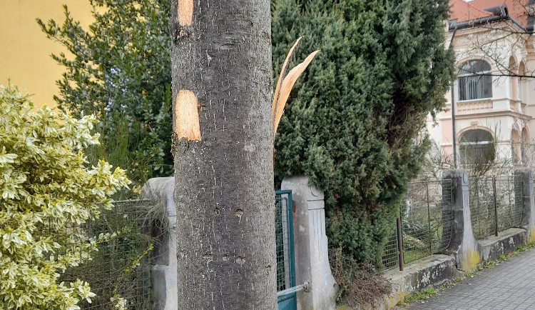 Vandal poškodil stromy Mozartově a Zborovské ulici. Město podalo trestní oznámení